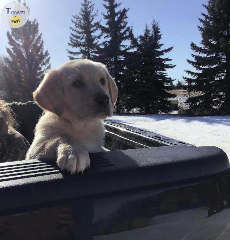 Sweet Lab Cross Puppies - 4 - 1027775-1712532348_2