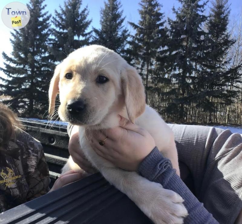 Sweet Lab Cross Puppies - 5 - 1027775-1712532348_3