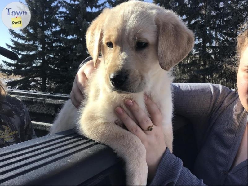 Sweet Lab Cross Puppies - 6 - 1027775-1712532348_4