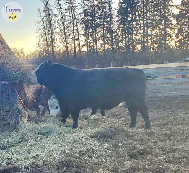 Black Baldy Bull · Pets And Animals In Westlock · Townpost