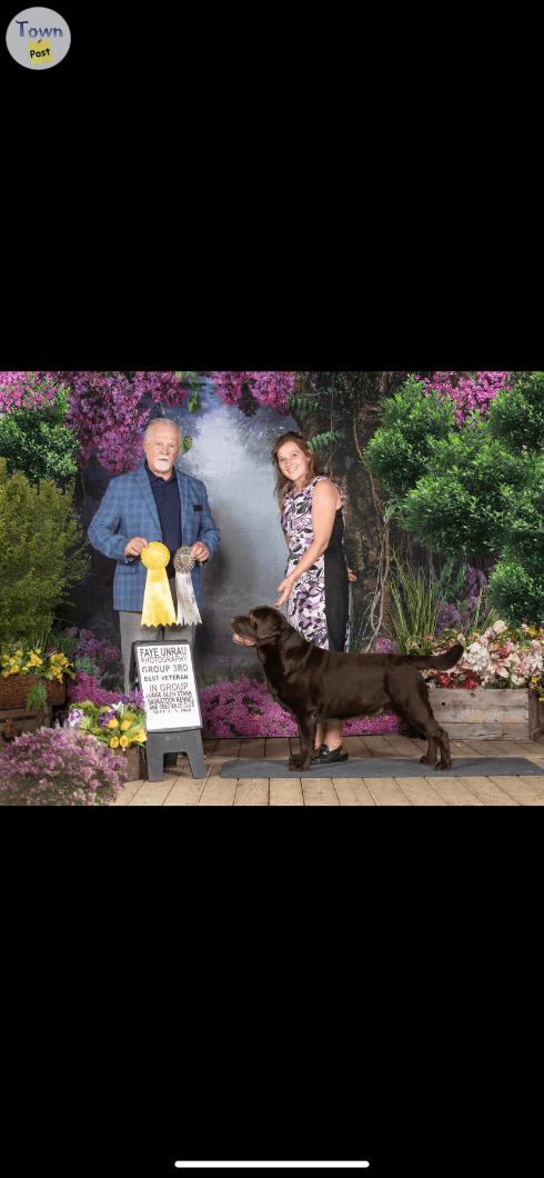 CKC Chocolate Lab Pups - 2 - 1034170-1714143966