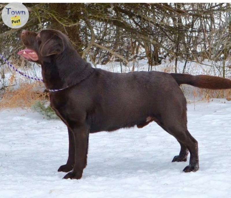 CKC Chocolate Lab Pups - 3 - 1034170-1714143966_0