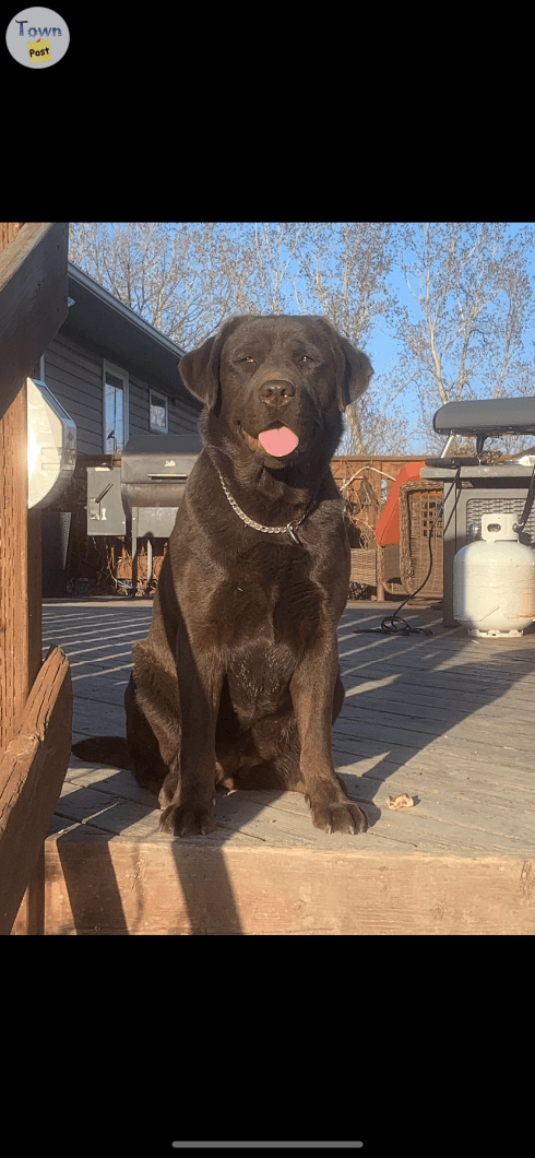 CKC Chocolate Lab Pups - 6 - 1034170-1714143966_0