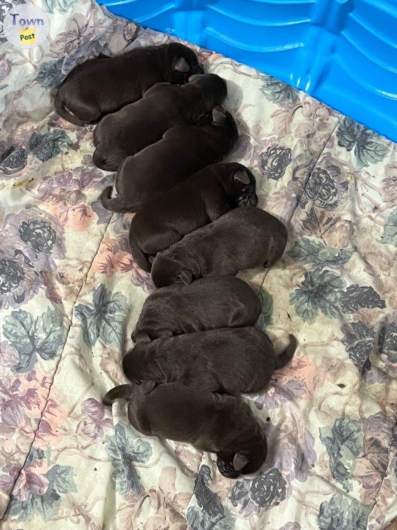 CKC Chocolate Lab Pups - 4 - 1034170-1714143966_1