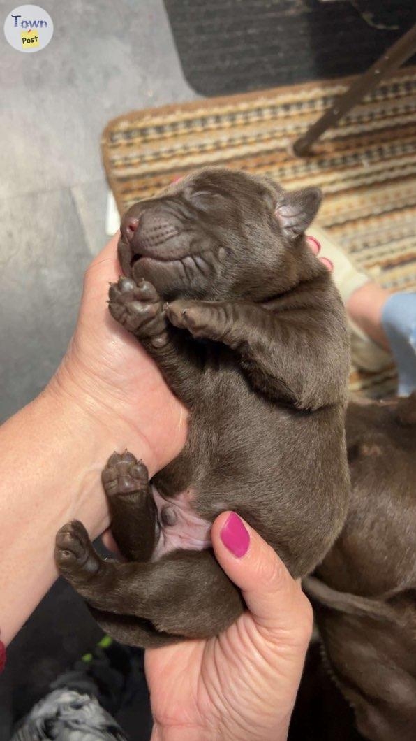 CKC Chocolate Lab Pups - 5 - 1034170-1714143966_2