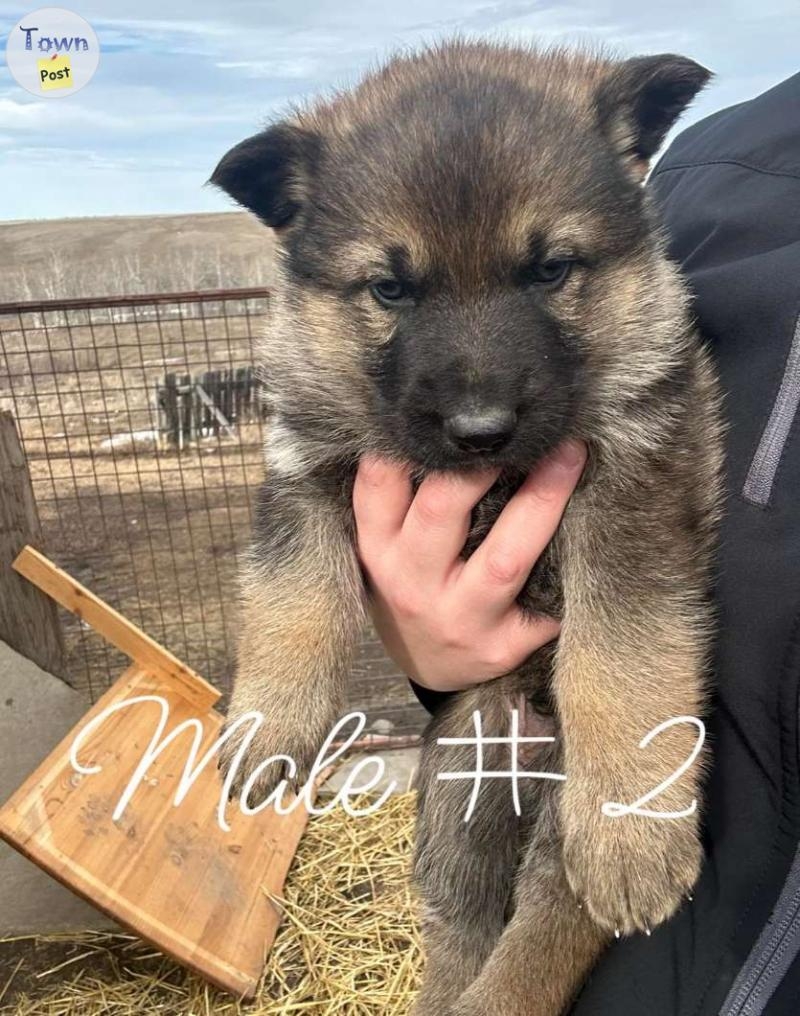 Sable german shepherd puppies - 1 - 1034487-1714232923