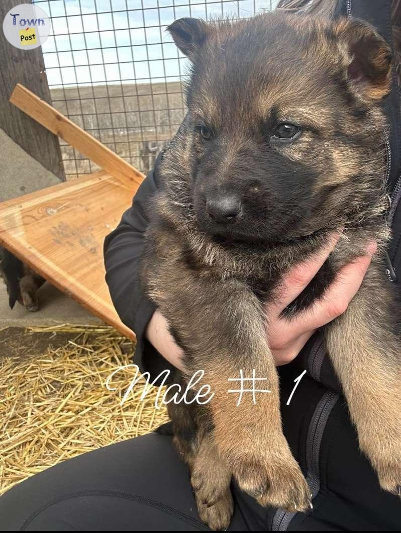 Sable german shepherd puppies - 2 - 1034487-1714232923_0