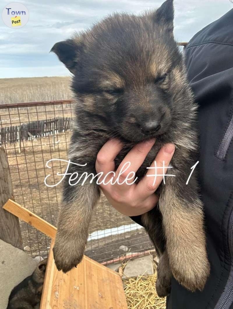 Sable german shepherd puppies - 3 - 1034487-1714232923_2