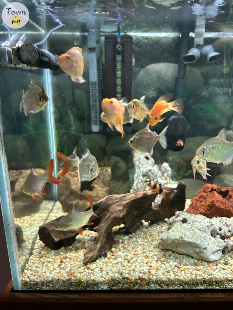 FREE must sell moving beautiful community fish - 1 - 1034745-1714312682