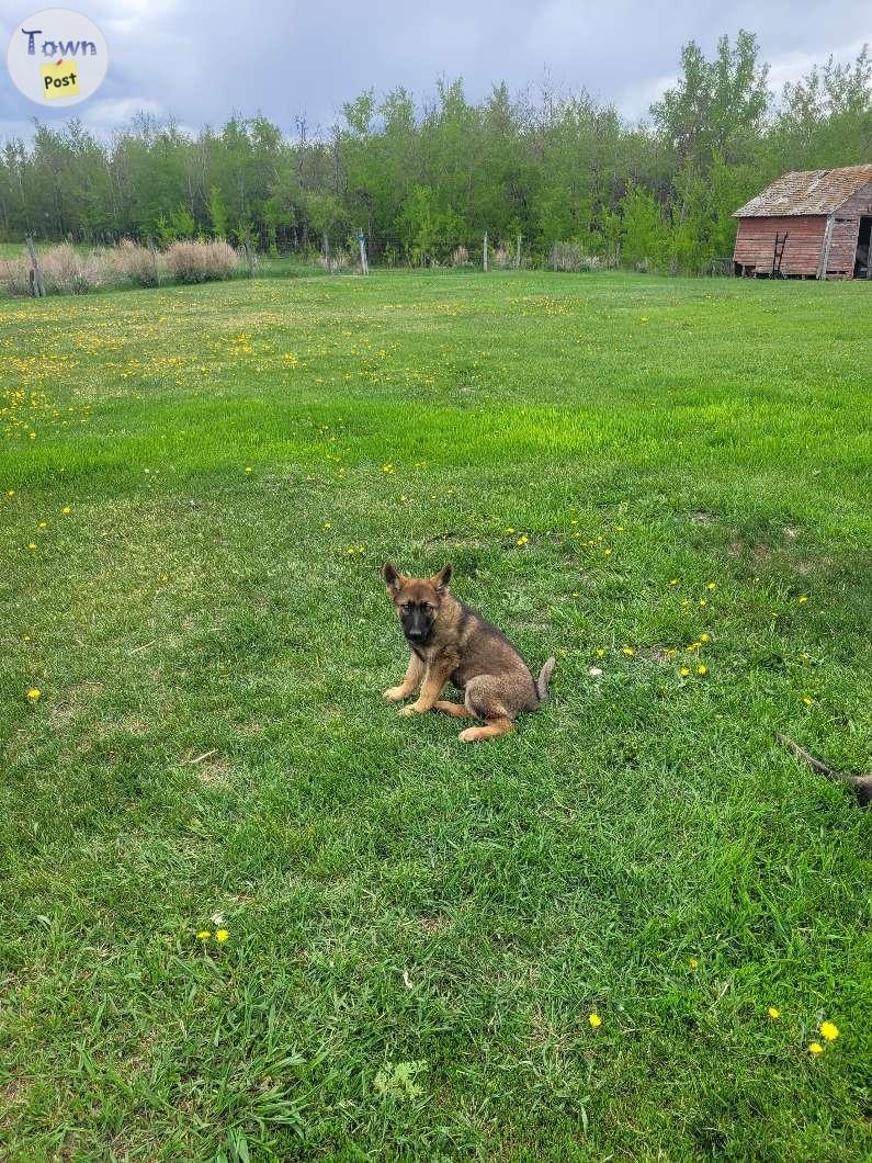 Sable german shepherd puppies - 6 - 1034487-1717018722