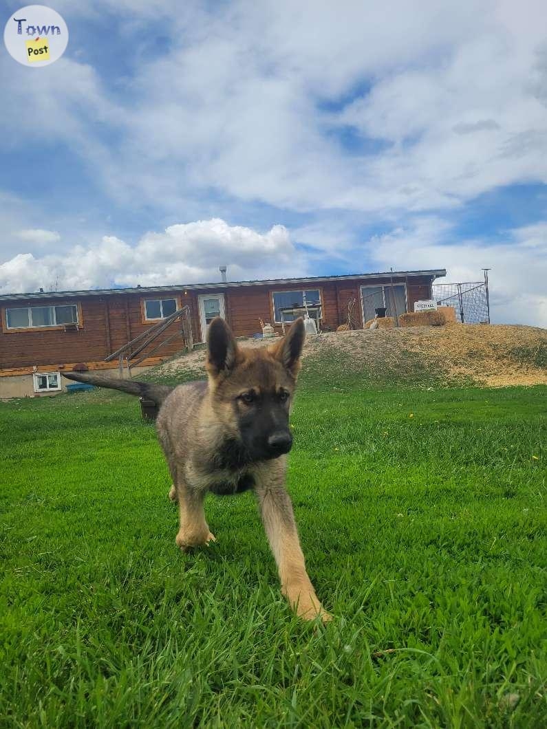 Sable german shepherd puppies - 7 - 1034487-1717018722_0