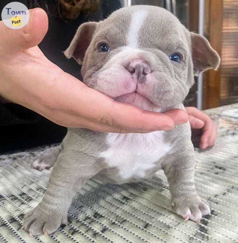 Micro American Bullies, Mothers Day Special - 4 - 1035997-1714616959_2