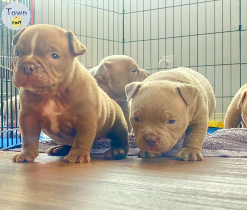 Micro American Bullies, Mothers Day Special - 5 - 1035997-1714616959_3