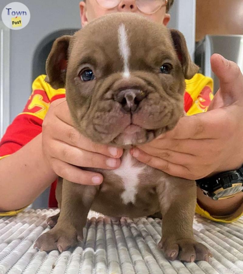 Micro American Bullies, Mothers Day Special - 6 - 1035997-1714616959_4