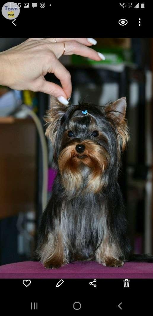 Teacup yorkie for stud dervice - 1 - 1036578-1714767128