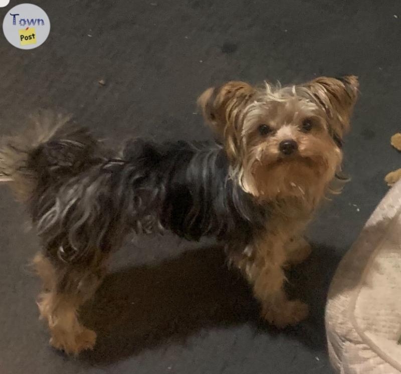 Chocolate Merle Yorkshire Terrier stud - 1 - 1036606-1714775950