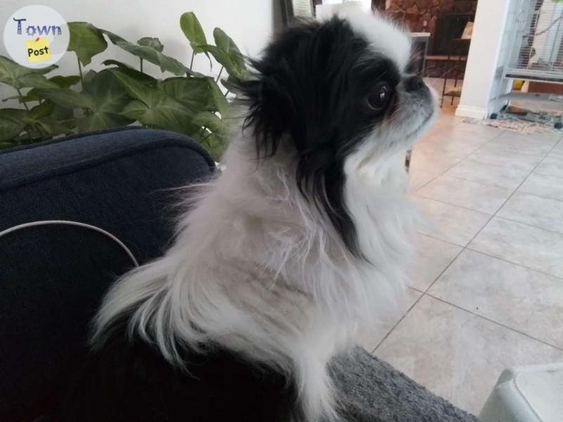 Japanese Chin Stud - 1 - 1038385-1715206084