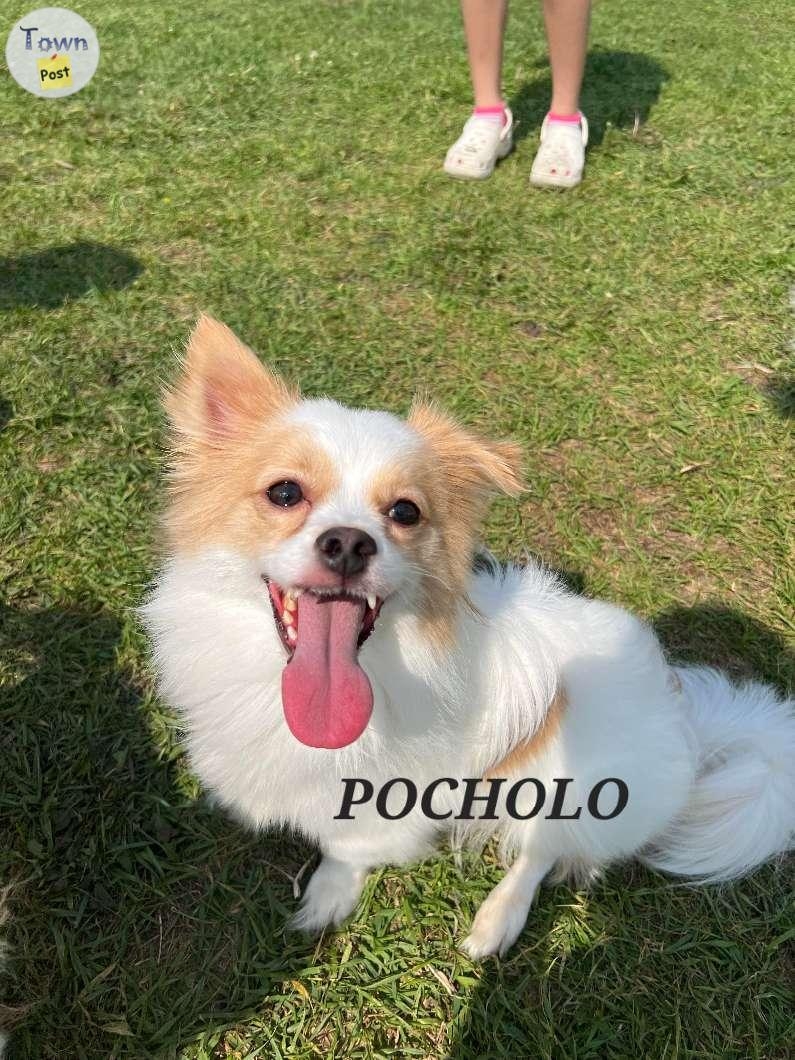 Pomeranian Maltese and Pomeranian Chihuahua for adoption  - 3 - 1038693-1715294190_1