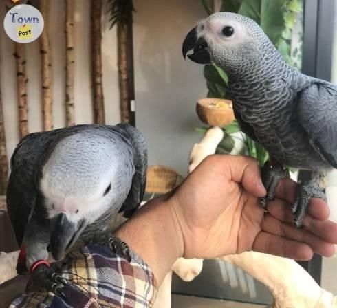 Excellent Tamed African Grey Parrots Available  - 1 - 1039841-1715627579