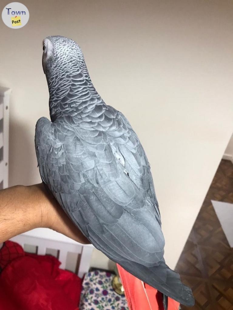 Excellent Tamed African Grey Parrots Available  - 2 - 1039841-1715627579_0