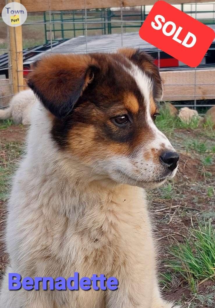 Pyrenees pups  - 3 - 1040788-1715877869_1