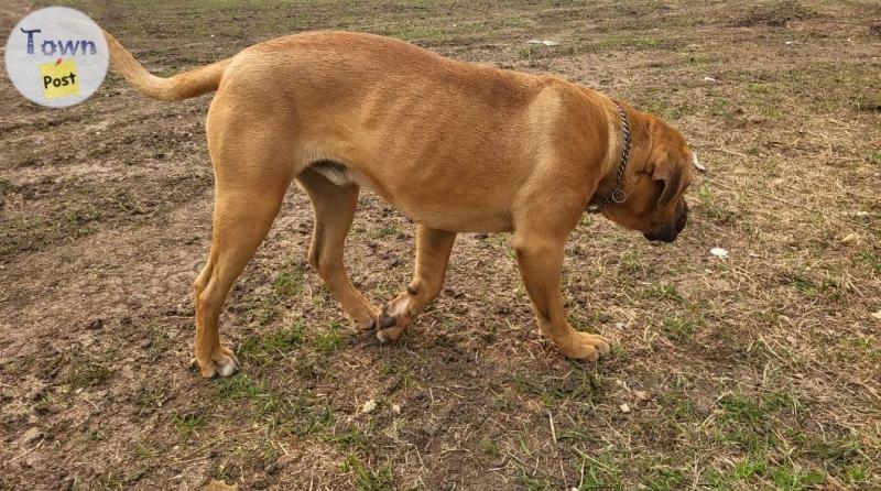 Purebred Boerboel available for stud  - 1 - 1042041-1716216016