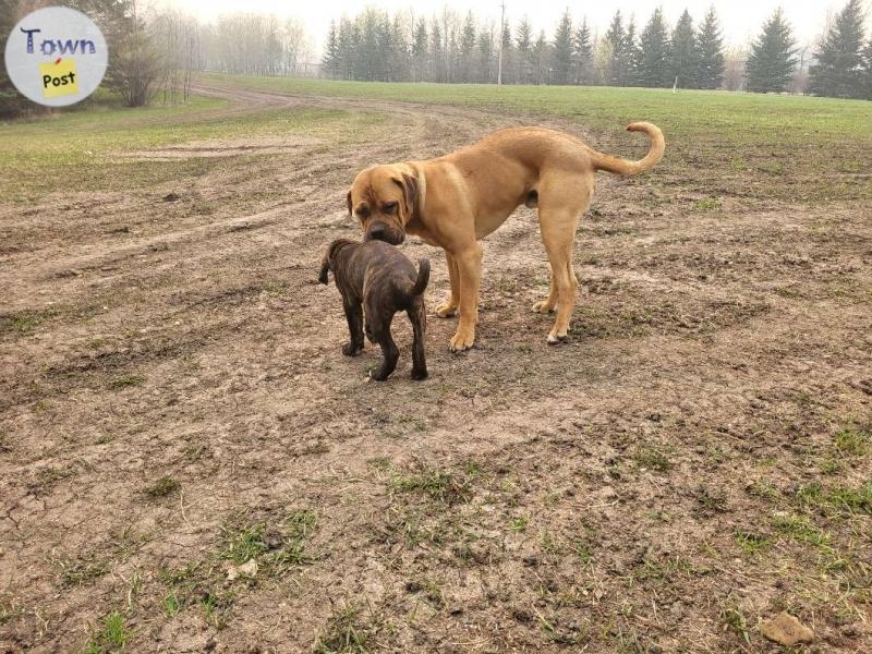 Purebred Boerboel available for stud  - 2 - 1042041-1716216016_0