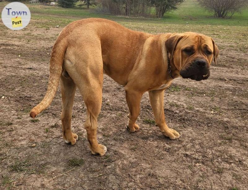 Purebred Boerboel available for stud  - 3 - 1042041-1716216016_1