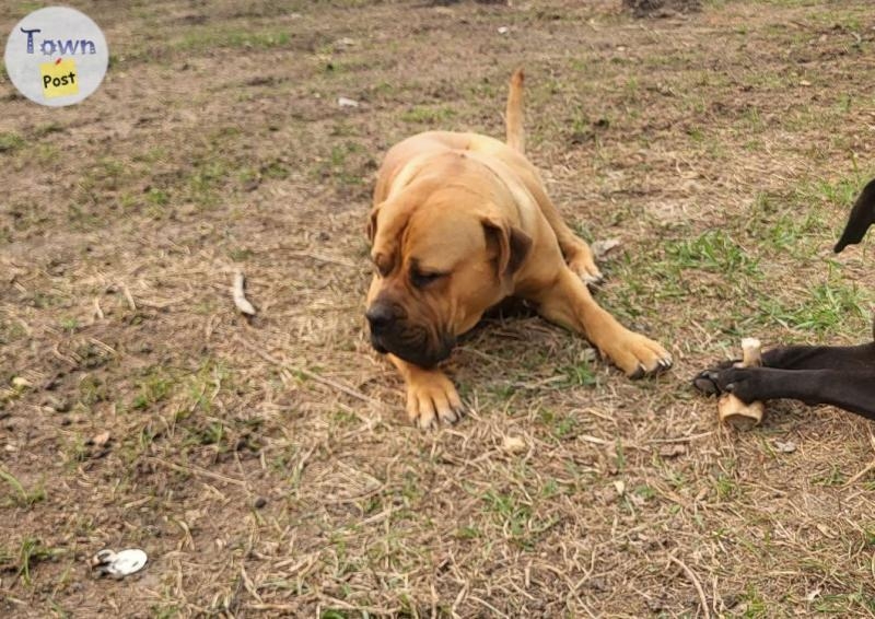 Purebred Boerboel available for stud  - 4 - 1042041-1716216016_2