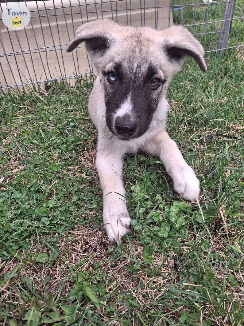 Huskey Shepard mastiff puppies  - 1 - 1043324-1716575751