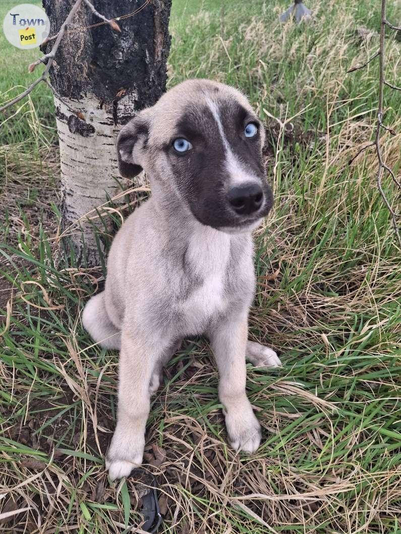 Huskey Shepard mastiff puppies  - 2 - 1043324-1716575751_0