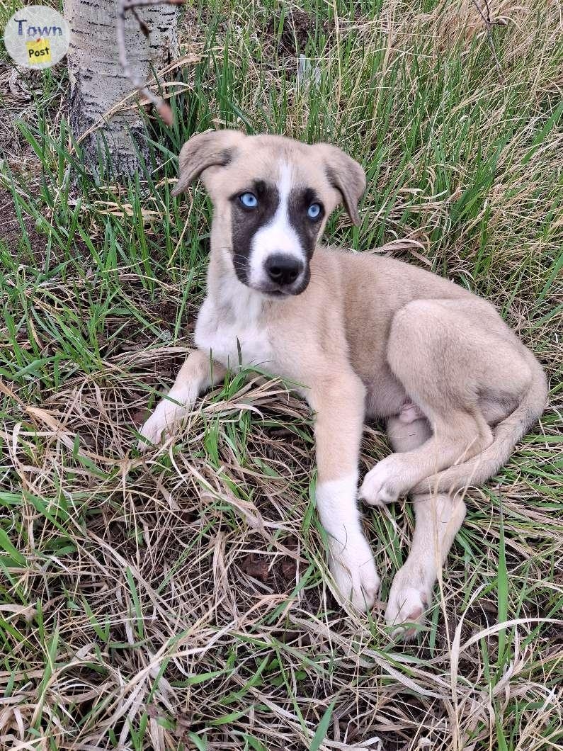 Huskey Shepard mastiff puppies  - 5 - 1043324-1716575751_2