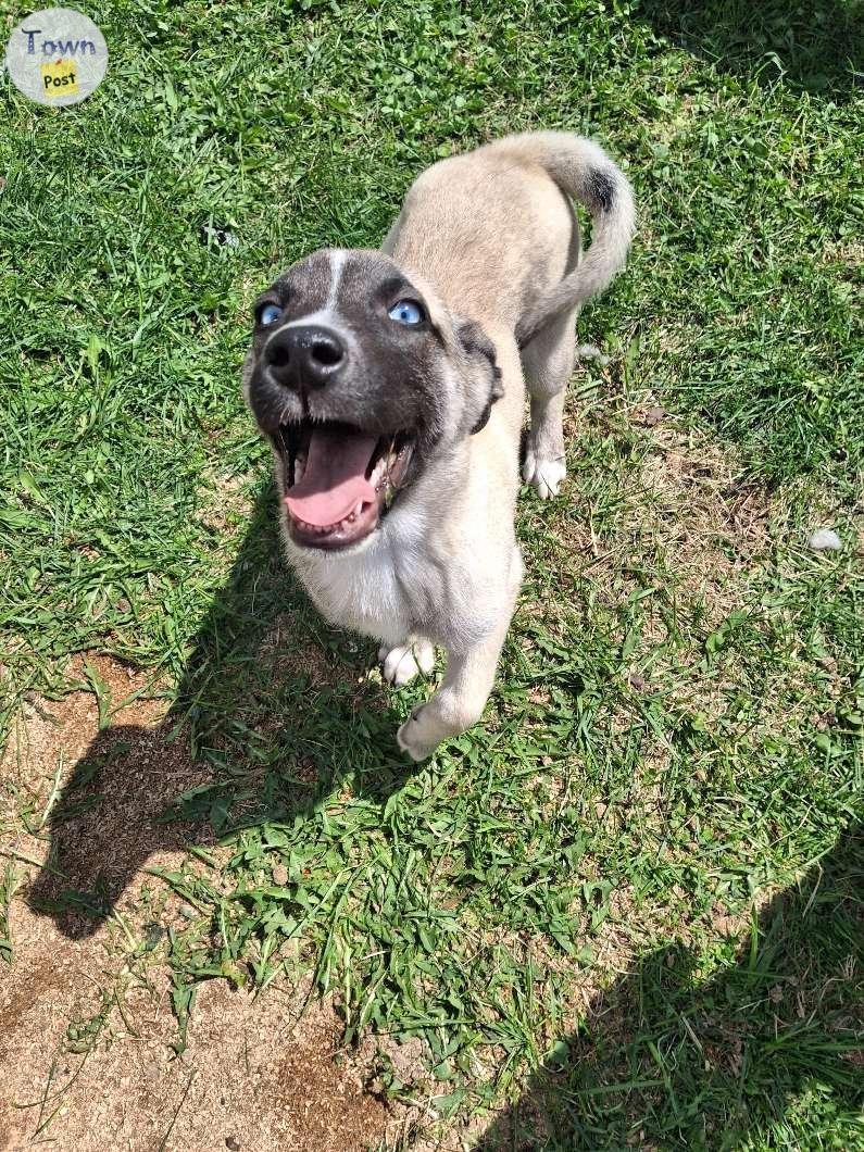 Huskey Shepard mastiff puppies  - 8 - 1043324-1716581240_1