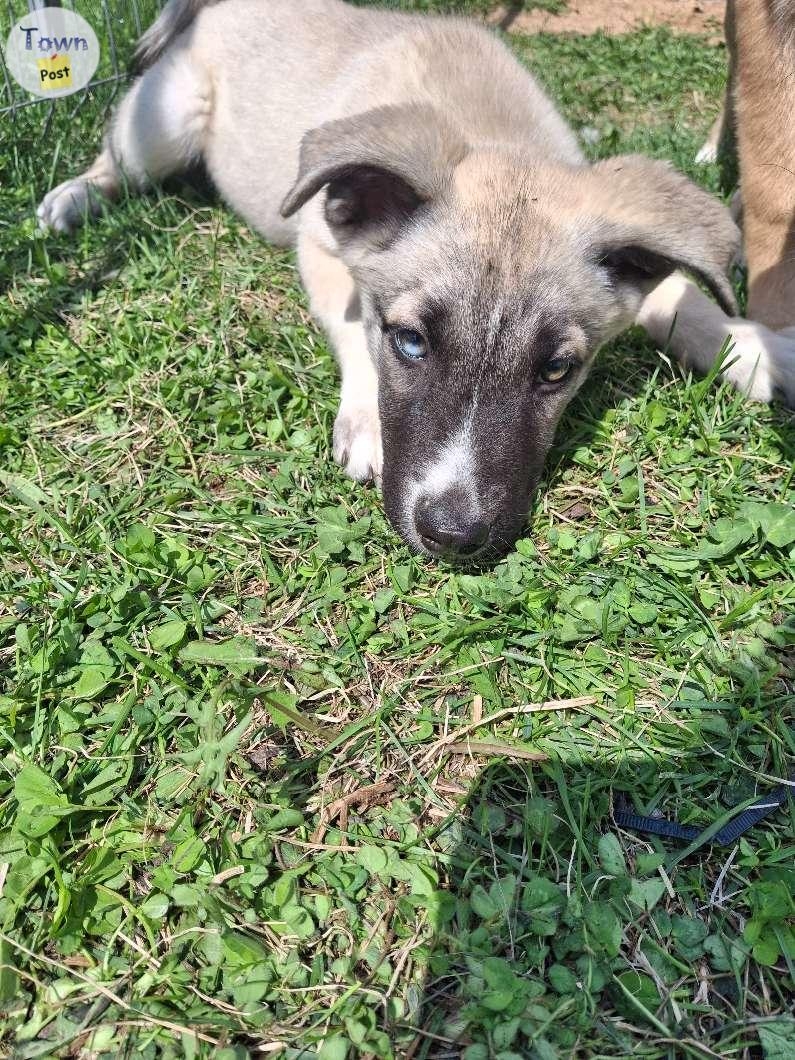 Huskey Shepard mastiff puppies  - 9 - 1043324-1716581943