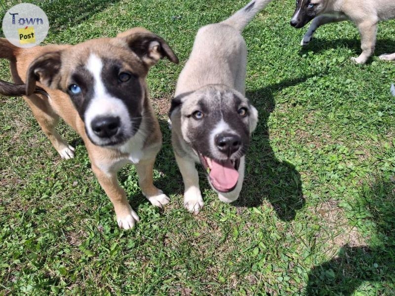 Huskey Shepard mastiff puppies  - 10 - 1043324-1716581943_0