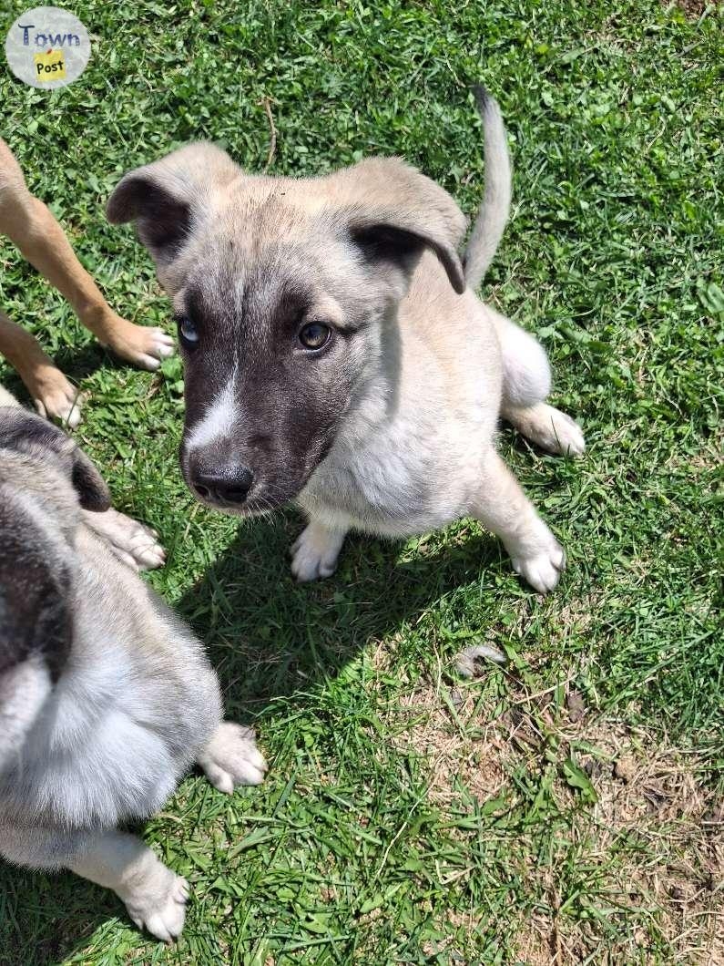 Huskey Shepard mastiff puppies  - 11 - 1043324-1716581943_1