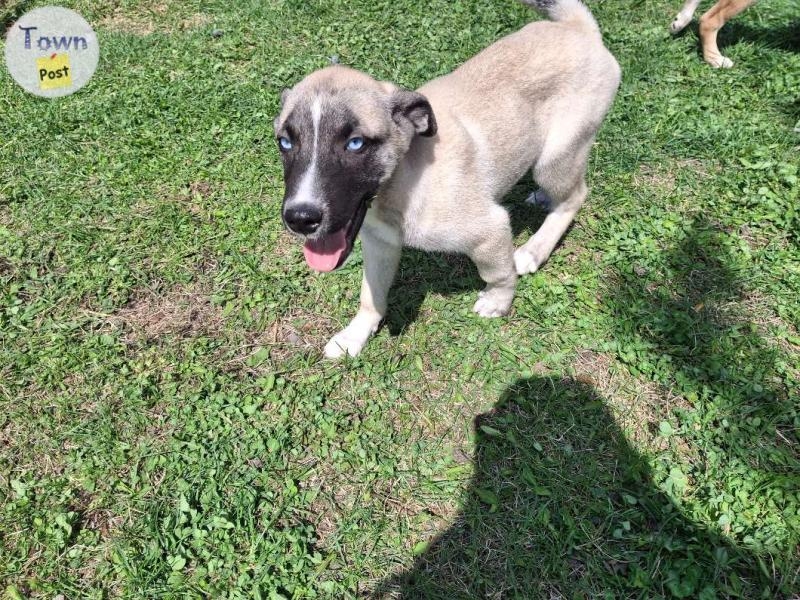 Huskey Shepard mastiff puppies  - 12 - 1043324-1716581943_2