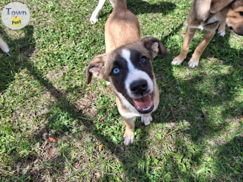 Huskey Shepard mastiff puppies  - 13 - 1043324-1716581943_3