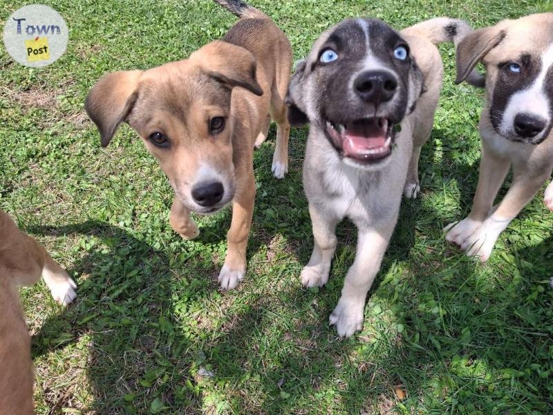 Huskey Shepard mastiff puppies  - 14 - 1043324-1716581943_4