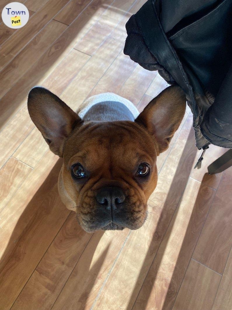 French bulldog - 1 - 1044071-1716757809