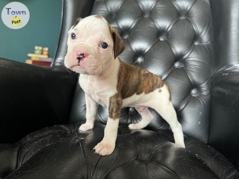 Adorable PB Boxer puppies  - 3 - 1044881-1716956479_1