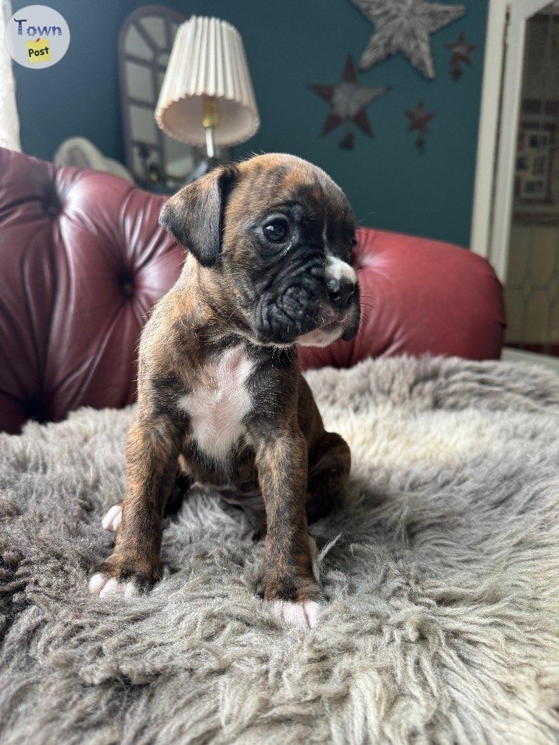 Adorable PB Boxer puppies  - 5 - 1044881-1716956479_3