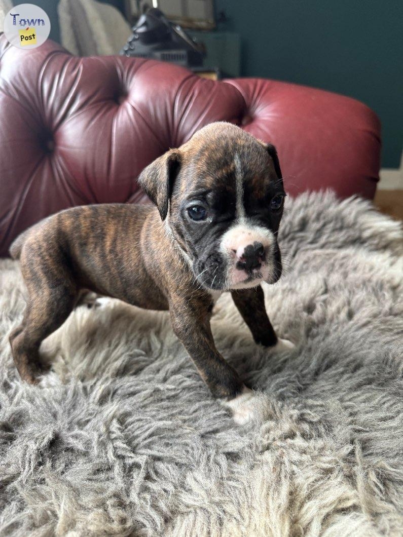 Adorable PB Boxer puppies  - 8 - 1044881-1716956479_6