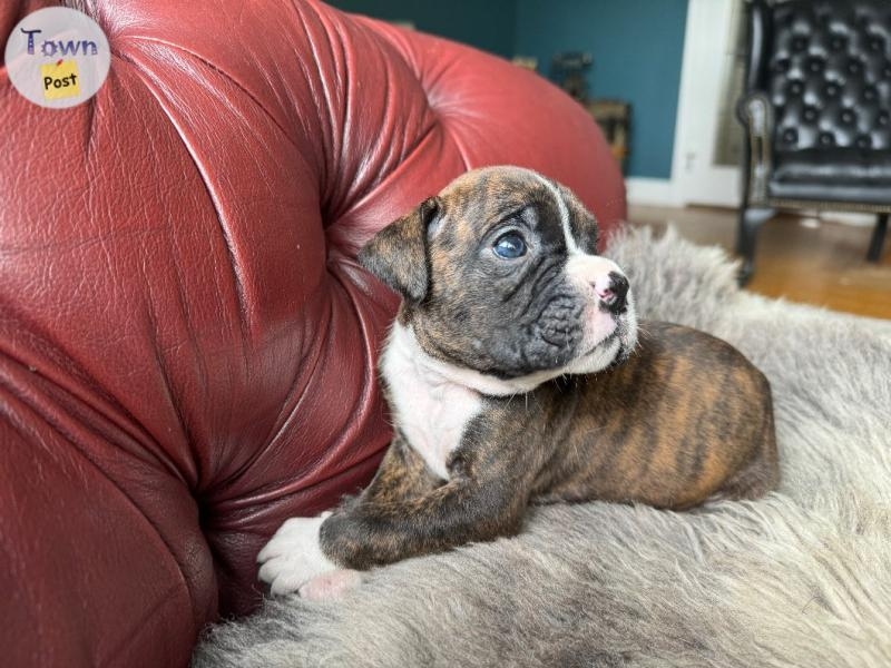 Adorable PB Boxer puppies  - 9 - 1044881-1716956479_7