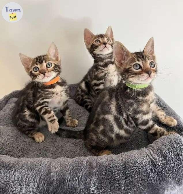 Bengal Kittens Pedigree - 1 - 1045328-1717090884