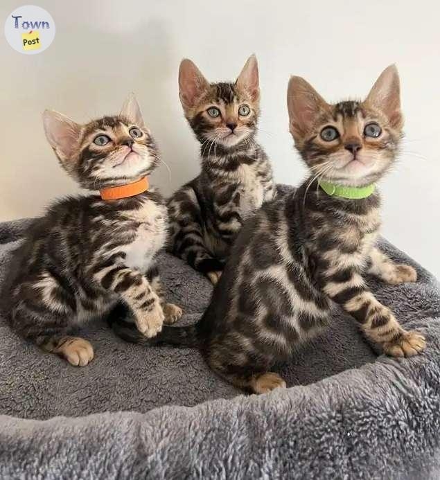 Bengal Kittens Pedigree - 2 - 1045328-1717090884_0