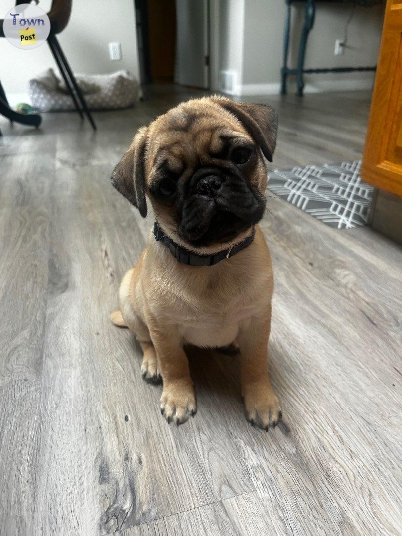 2 beautiful Pug/Frenchies puppies - 3 - 1050452-1718199774_1