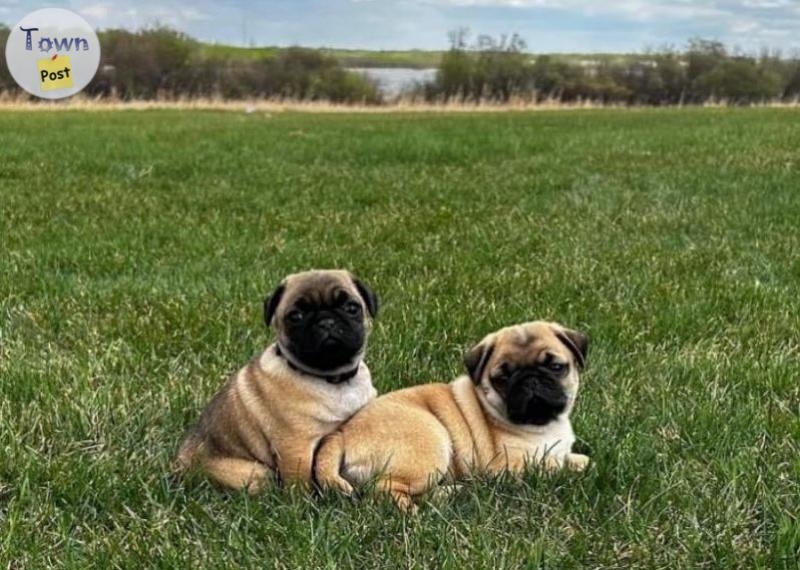 2 beautiful Pug/Frenchies puppies - 13 - 1050452-1718199774_11