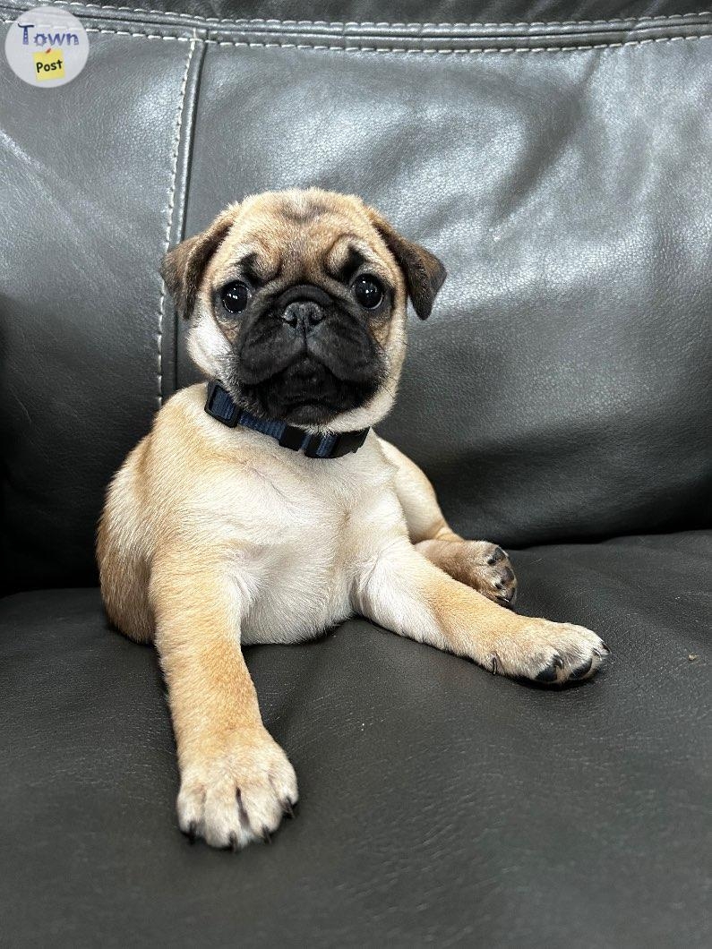 2 beautiful Pug/Frenchies puppies - 16 - 1050452-1718199774_14