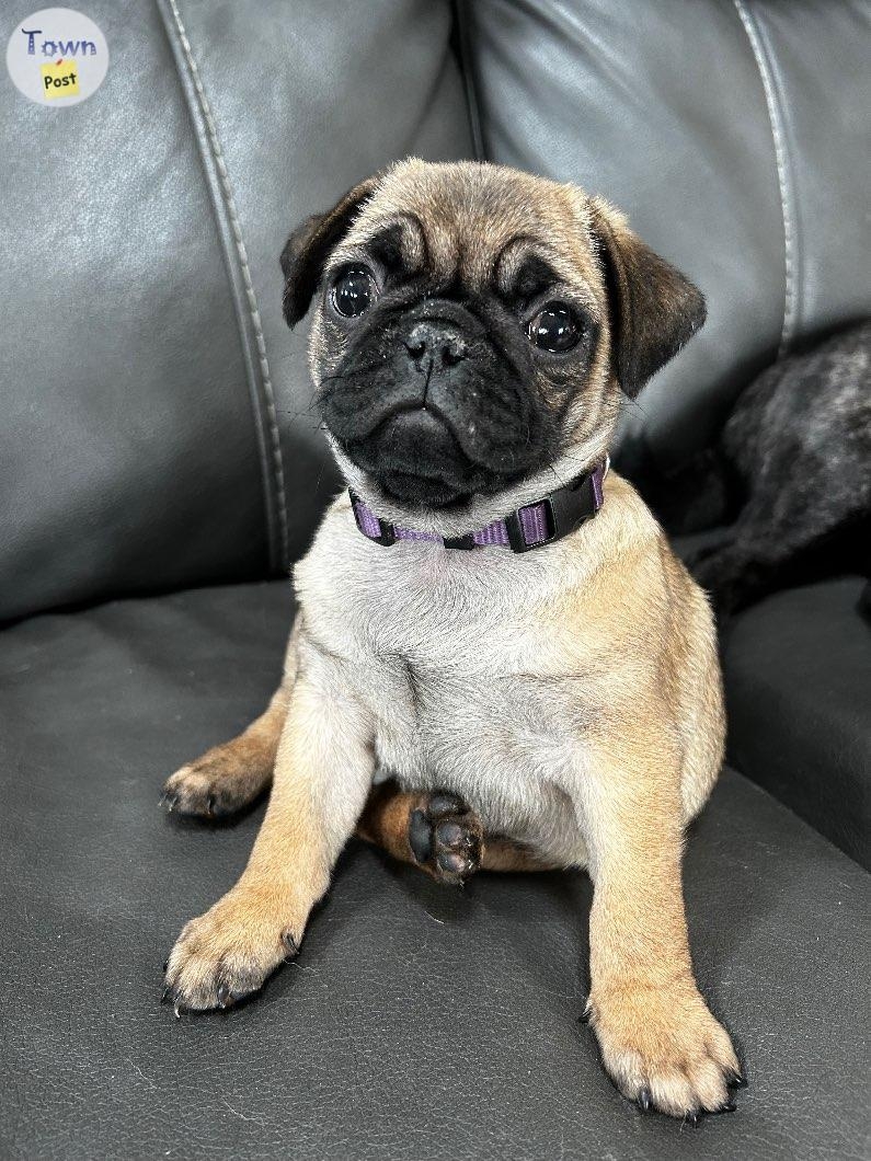 2 beautiful Pug/Frenchies puppies - 17 - 1050452-1718199774_15